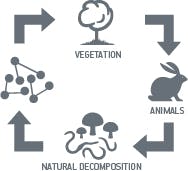 Biological Metabolism